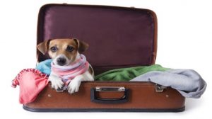 Viajes Viramundo - Viajar con Mascotas