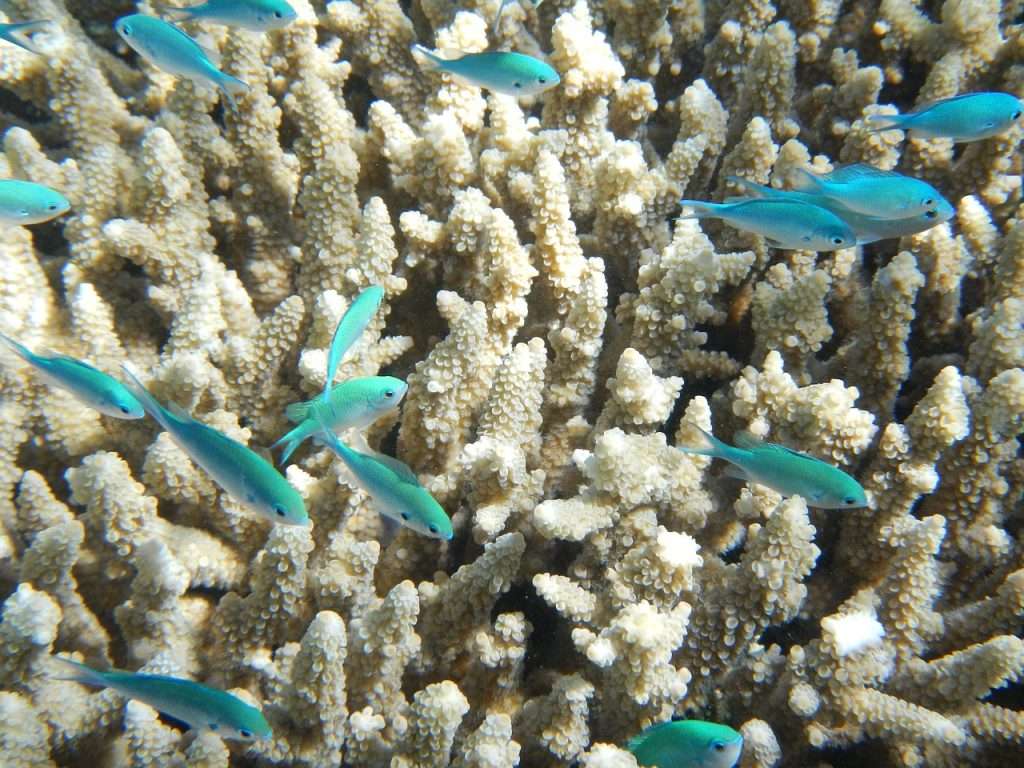 Viajes Viramundo - Arrecifes de Coral 1