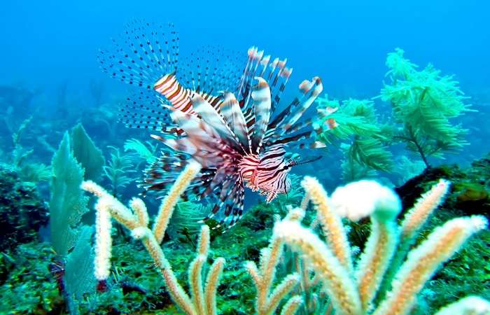 Viajes Viramundo - Arrecifes de Coral 9